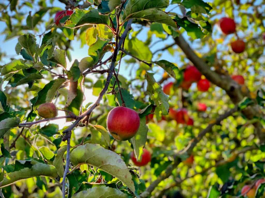 apple