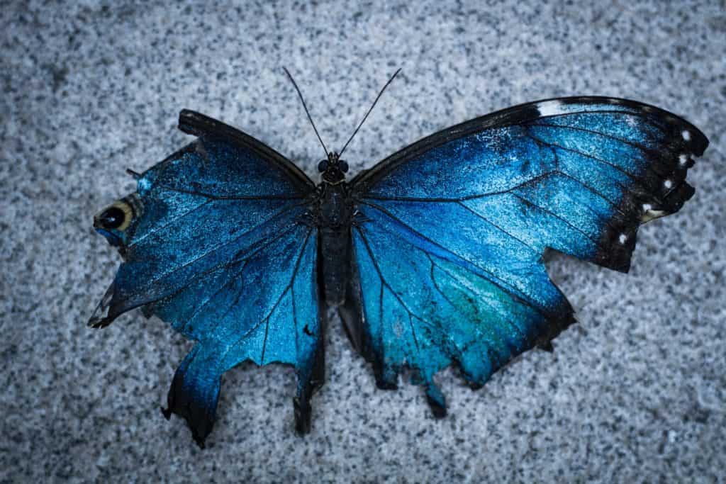 broken butterfly